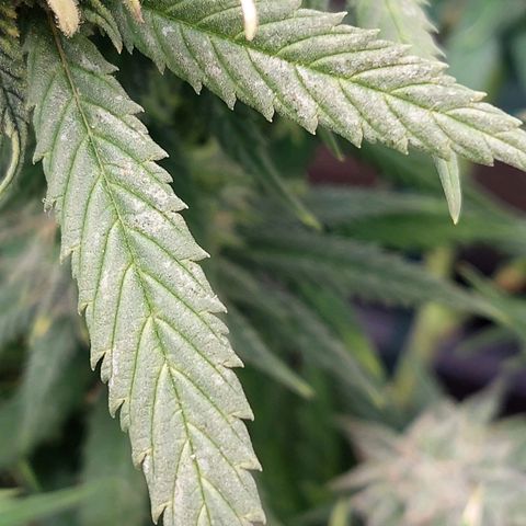 Cherry Punch growlog timeline photo