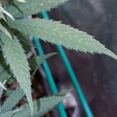 Cherry Punch growlog timeline photo