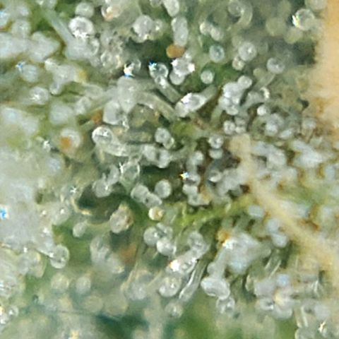 Cherry Punch growlog timeline photo