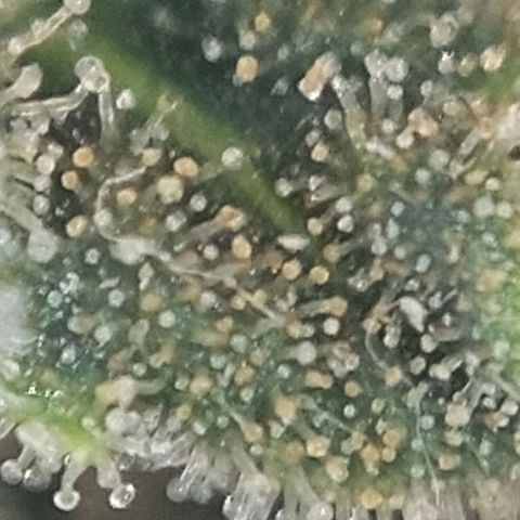 Cherry Punch growlog timeline photo