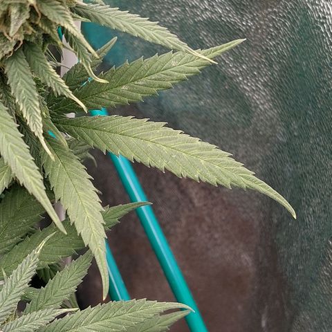 Cherry Punch growlog timeline photo