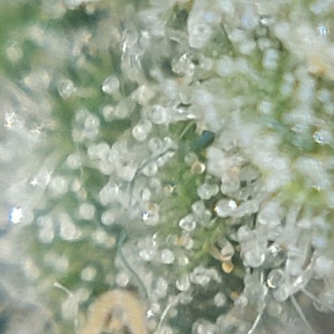 Cherry Punch growlog timeline photo