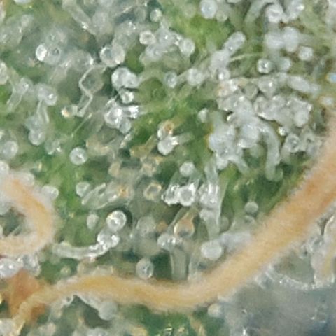 Cherry Punch growlog timeline photo
