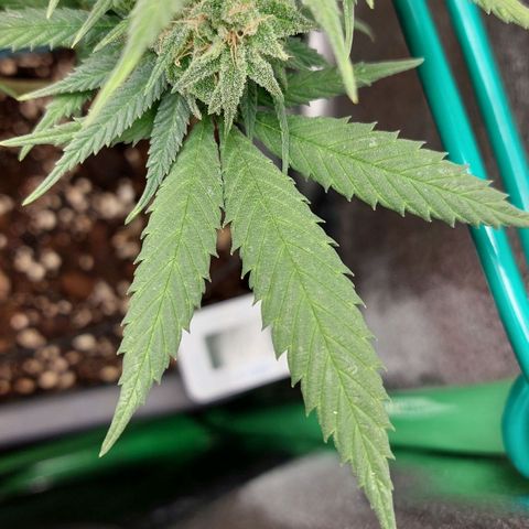 Cherry Punch growlog timeline photo