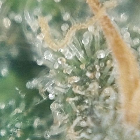 Cherry Punch growlog timeline photo