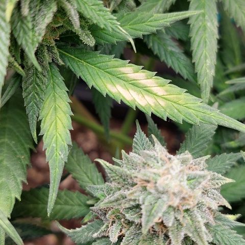Cherry Punch growlog timeline photo