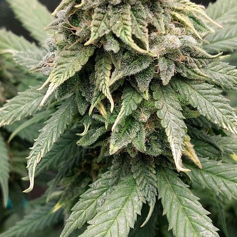 Cherry Punch growlog timeline photo