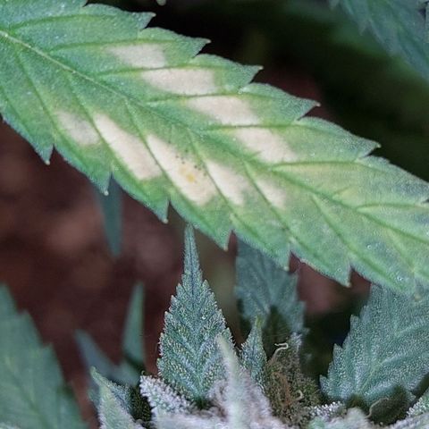 Cherry Punch growlog timeline photo