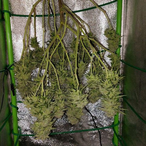 Cherry Punch growlog photo: ULTIMO GIORNO DI FIORITURA. 
PRONTA PER ESSICCAZIONE