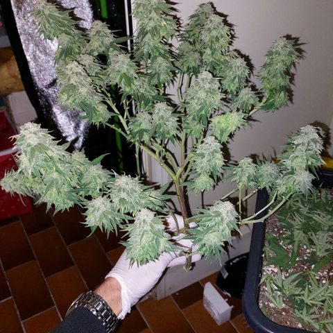 Cherry Punch growlog photo: ULTIMO GIORNO DI FIORITURA. 
PRONTA PER ESSICCAZIONE