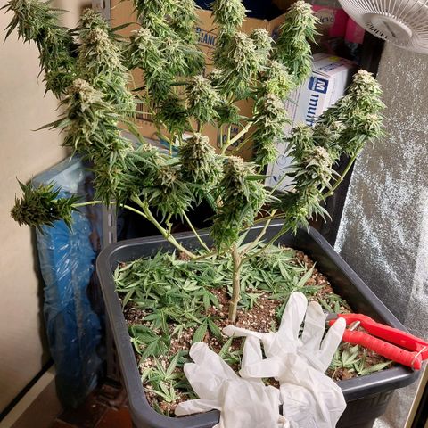 Cherry Punch growlog photo: ULTIMO GIORNO DI FIORITURA. 
PRONTA PER ESSICCAZIONE