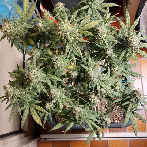 Cherry Punch growlog photo: ULTIMO GIORNO DI FIORITURA. 
PRONTA PER ESSICCAZIONE