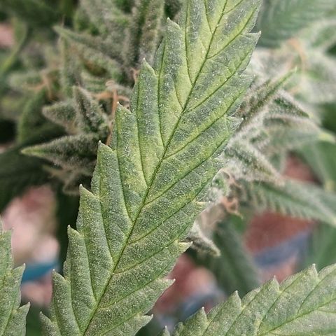 Cherry Punch growlog timeline photo