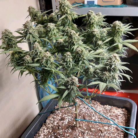 Cherry Punch growlog photo: ULTIMO GIORNO DI FIORITURA. 
PRONTA PER ESSICCAZIONE