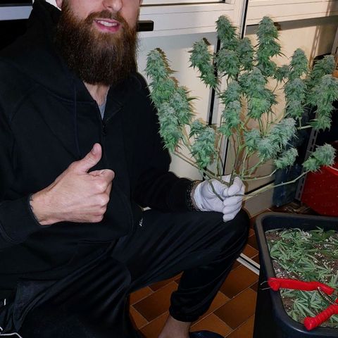 Cherry Punch growlog photo: ULTIMO GIORNO DI FIORITURA. 
PRONTA PER ESSICCAZIONE