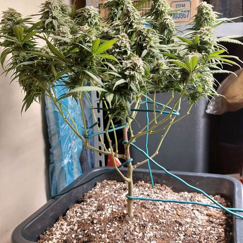 Cherry Punch growlog photo: ULTIMO GIORNO DI FIORITURA. 
PRONTA PER ESSICCAZIONE