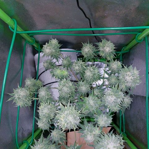 Cherry Punch growlog photo: ULTIMO GIORNO DI FIORITURA. 
PRONTA PER ESSICCAZIONE