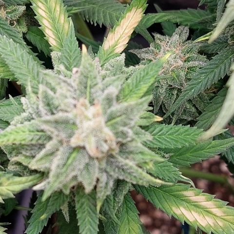 Cherry Punch growlog timeline photo
