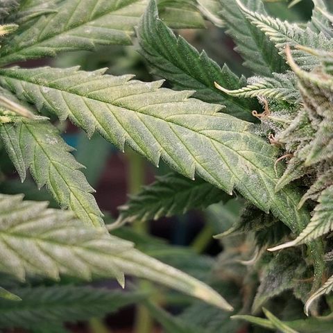 Cherry Punch growlog timeline photo