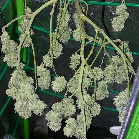 Cherry Punch growlog timeline photo