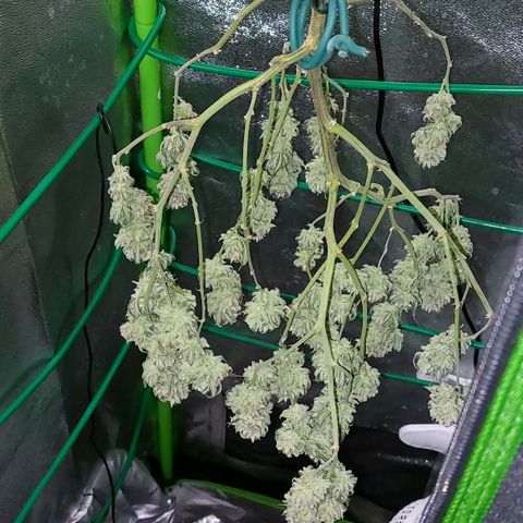 Cherry Punch growlog timeline photo