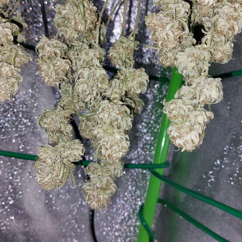 Cherry Punch growlog timeline photo
