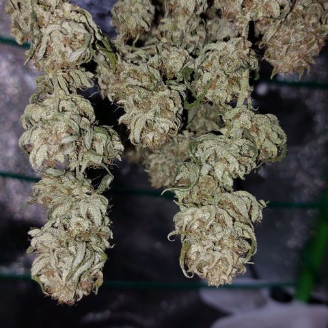 Cherry Punch growlog timeline photo