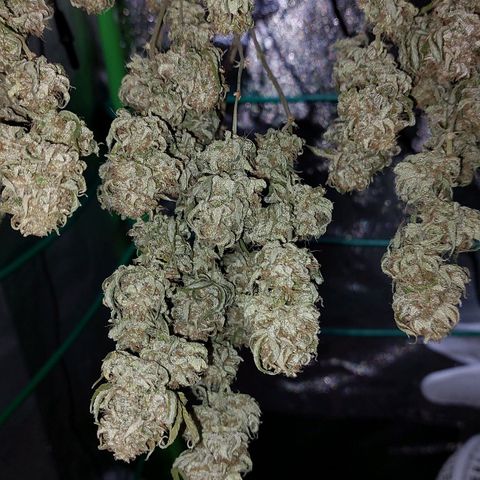 Cherry Punch growlog timeline photo