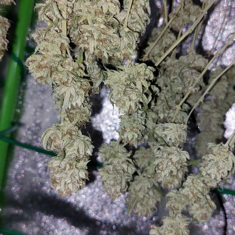 Cherry Punch growlog timeline photo