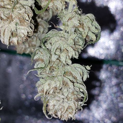 Cherry Punch growlog timeline photo