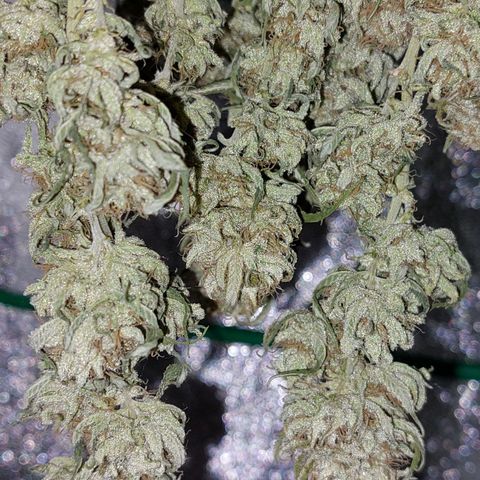 Cherry Punch growlog timeline photo