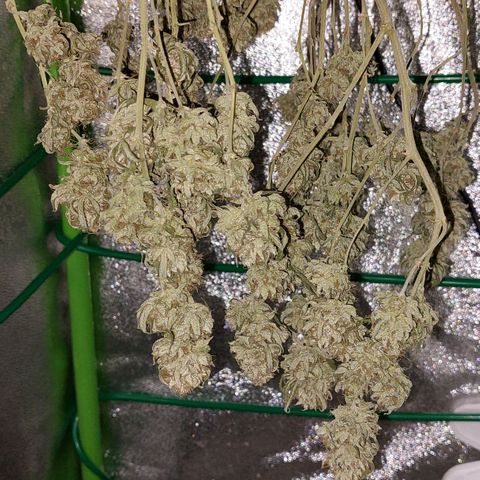 Cherry Punch growlog timeline photo