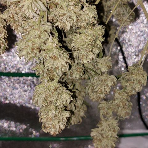 Cherry Punch growlog timeline photo