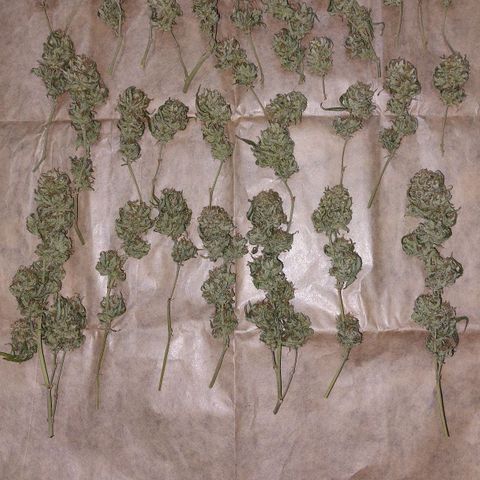 Cherry Punch growlog timeline photo