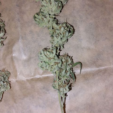 Cherry Punch growlog timeline photo