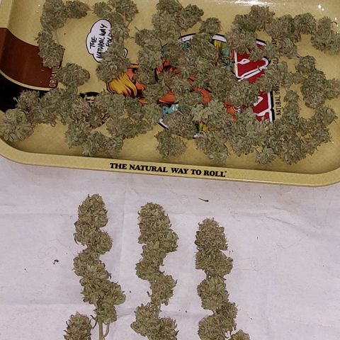 Cherry Punch growlog timeline photo