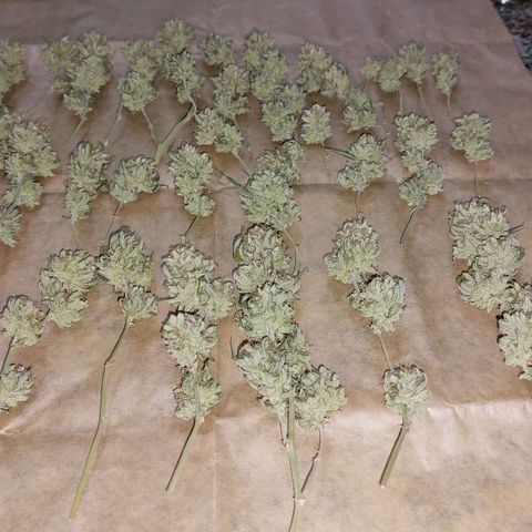 Cherry Punch growlog timeline photo
