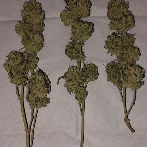 Cherry Punch growlog timeline photo
