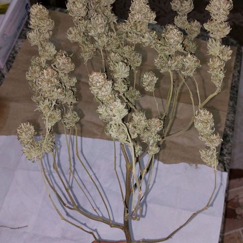 Cherry Punch growlog timeline photo