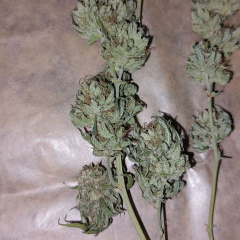 Cherry Punch growlog timeline photo