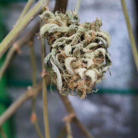 Cherry Punch growlog timeline photo