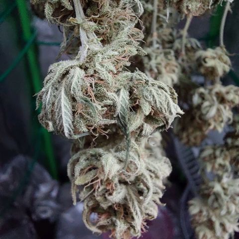 Cherry Punch growlog timeline photo