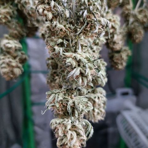 Cherry Punch growlog timeline photo