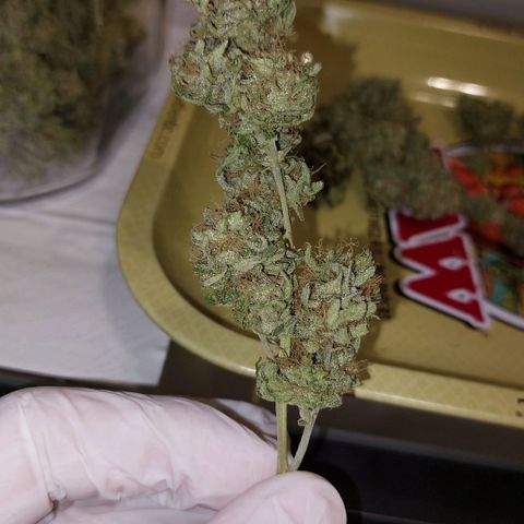 Cherry Punch growlog timeline photo