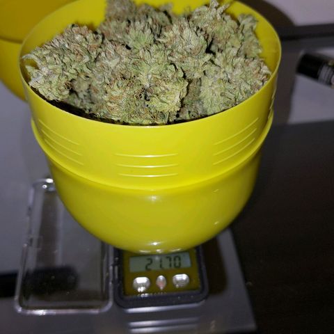 Cherry Punch growlog timeline photo
