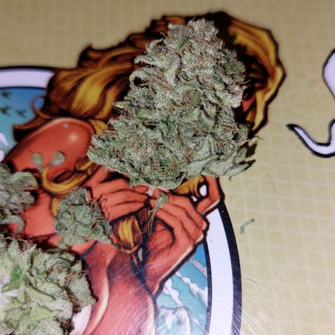Cherry Punch growlog timeline photo