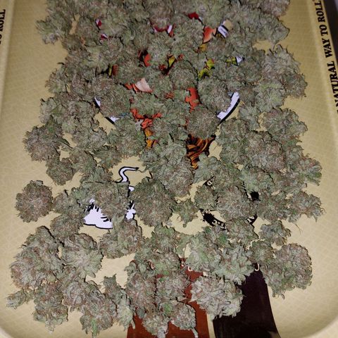 Cherry Punch growlog timeline photo
