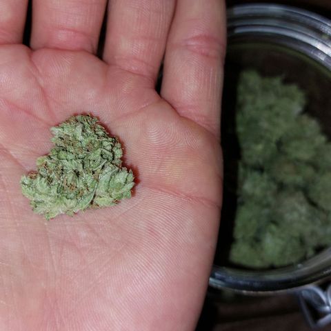 Cherry Punch growlog timeline photo