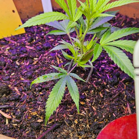 Original Ak47 growlog timeline photo