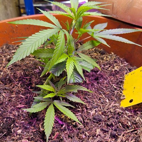 Original Ak47 growlog timeline photo